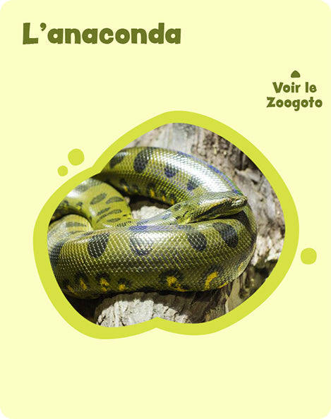 Carte a – verso