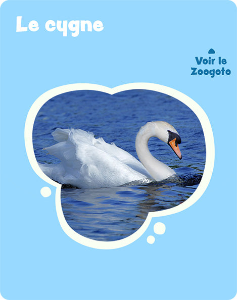 Carte c_2 – verso
