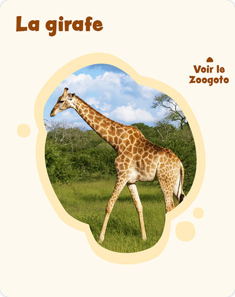 Carte g_1 – verso