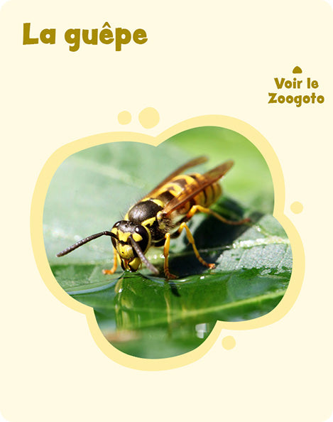Carte g_2 – verso