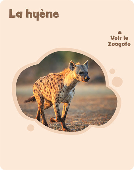 Carte h – verso