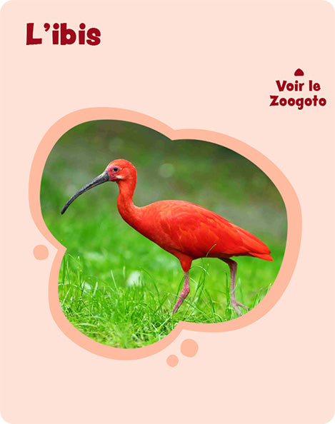 Carte i – verso