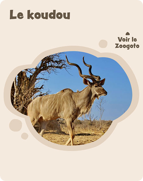 Carte k – verso