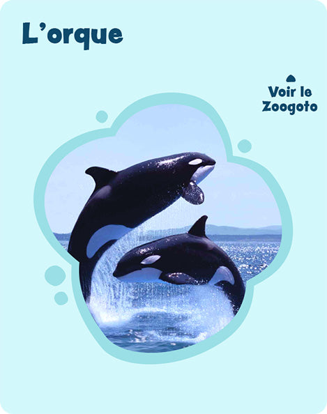 Carte o_2 – verso
