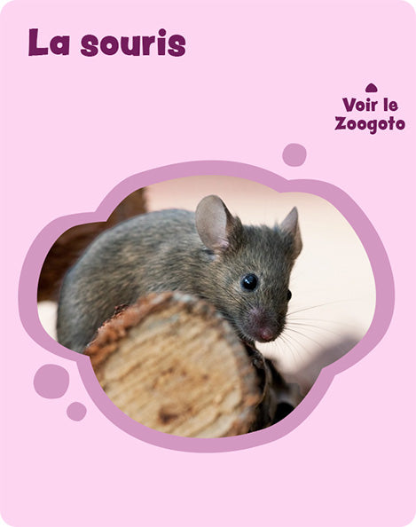 Carte s – verso