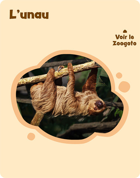 Carte u – verso