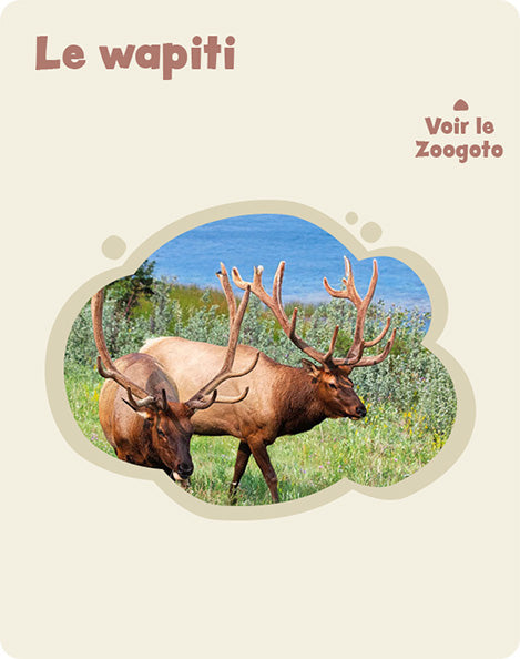 Carte w – verso