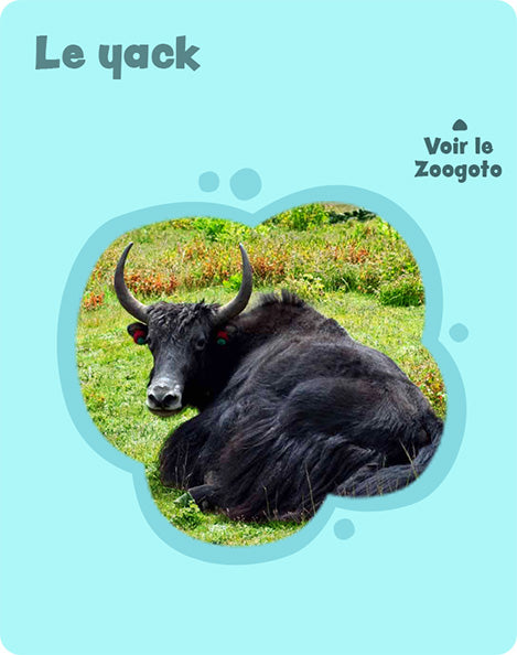 Carte y – verso