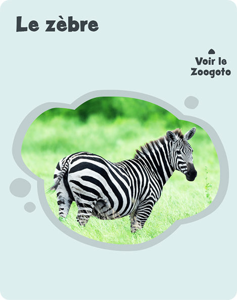 Carte z – verso